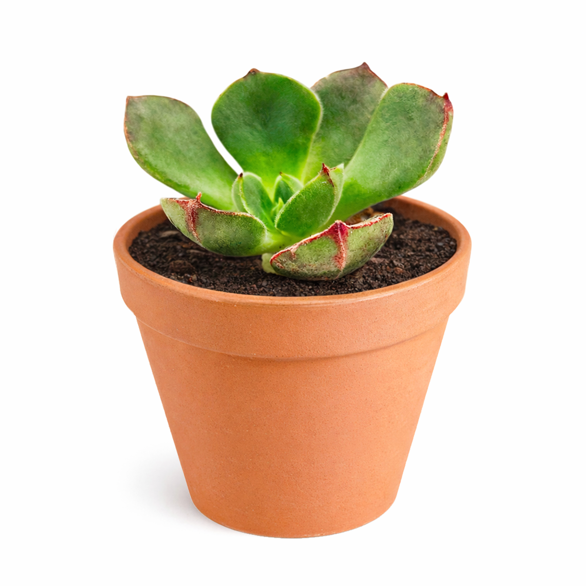 echeveria joan daniel 2 inch live succulent plant for sale, echeveria joan daniel succulent starter plant, rare echeveria joan daniel for succulent collectors