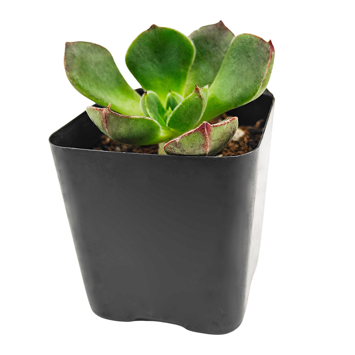 buy echeveria joan daniel succulent online indoor plant,echeveria joan daniel gift plant for succulent lovers, premium echeveria joan daniel collection, indoor echeveria joan daniel for desk decoration