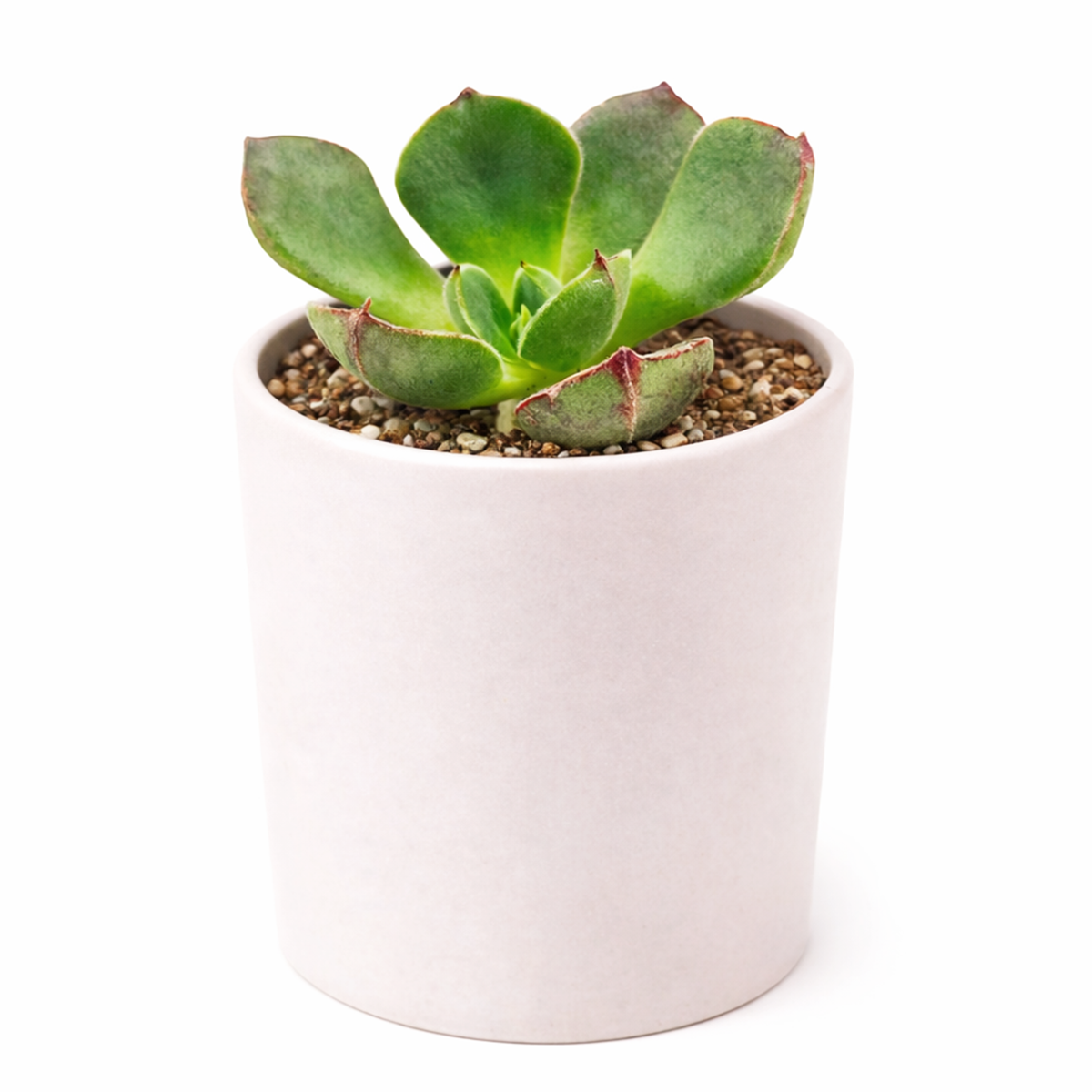 echeveria joan daniel 2 inch live succulent plant for sale, echeveria joan daniel for beginners succulent care, echeveria joan daniel succulent for indoor gardening