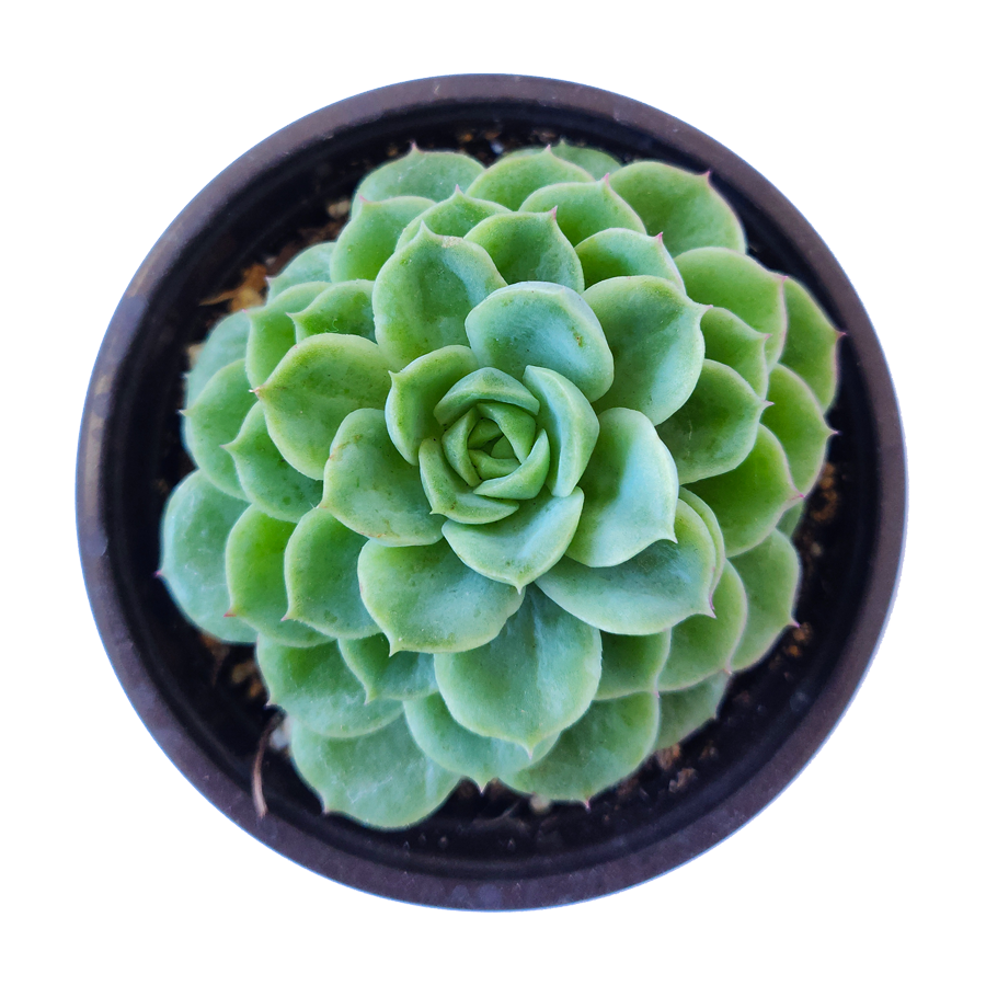 lime n chile succulent Echeveria Lime and Chili