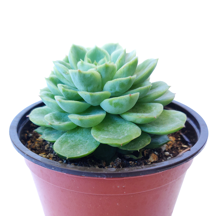 Echeveria Lime and Chili Succulent, Echeveria Lime n Chile Plant, Lime Green Rosettes, Buy Succulents Online, Shop Succulents in California, Lime Green Echeveria Succulent Plant, Rosettes Succulent, Thanksgiving succulents gift, Easter succulents idea, Growing succulents for thanksgiving, echeveria, echeveria succulent, echeveria types, succulent echeveria, buy succulents online, succulent shop, succulent store, echeveria plant,  indoor succulents