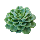 Lime Green Echeveria Succulent Plant, Rosettes Succulent, Thanksgiving succulents gift, Easter succulents idea, Growing succulents for thanksgiving, echeveria, echeveria succulent