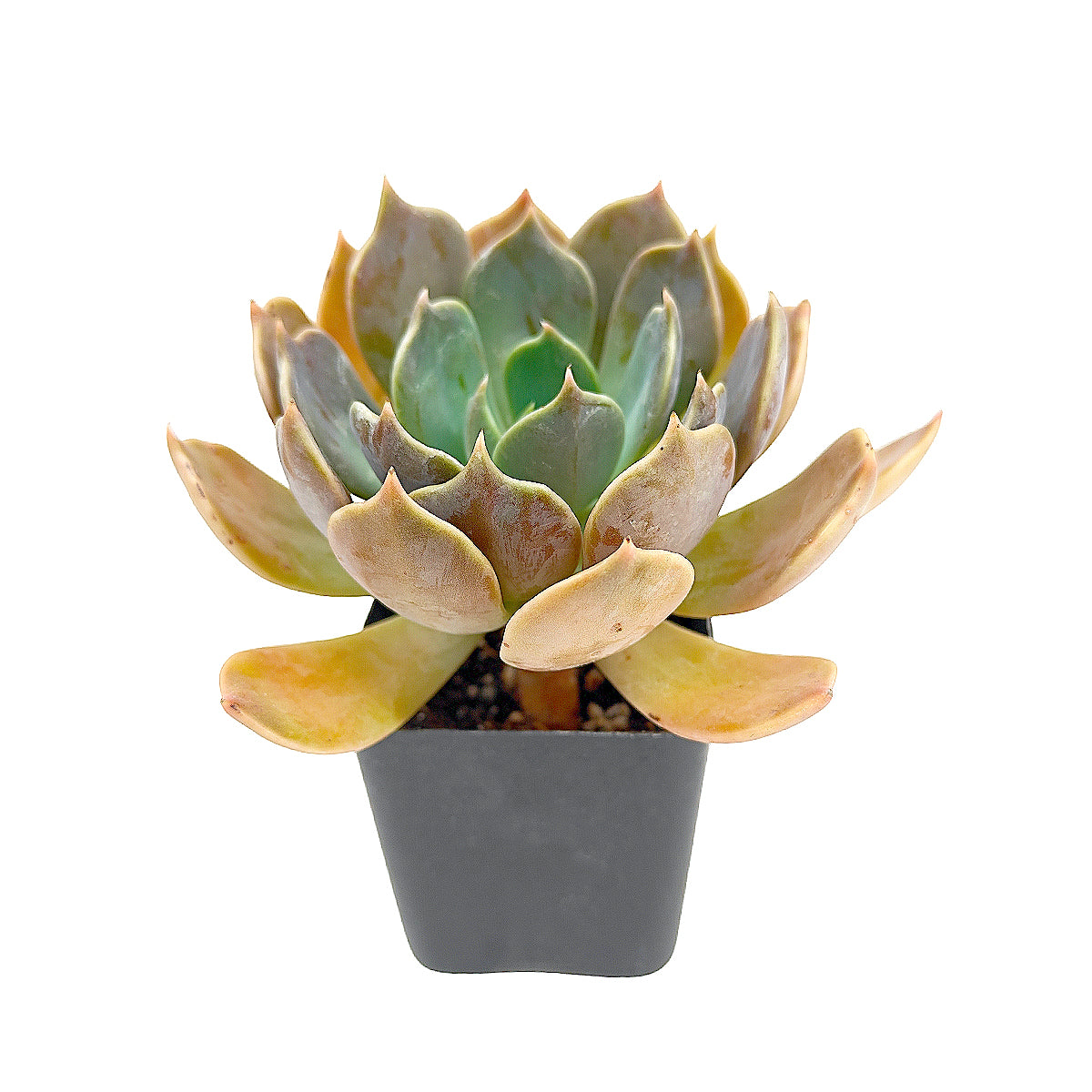 2 inch Echeveria 'Marrom', green succulents, indoor outdoor succulents, succulent care guide, buy succulents online