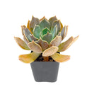 buy 2 inch Echeveria Marrom succulent plant online, trendy succulent home decor, collectible rare echeveria variety, colorful succulent for xeriscape gardens, decorative succulent arrangement centerpiece
