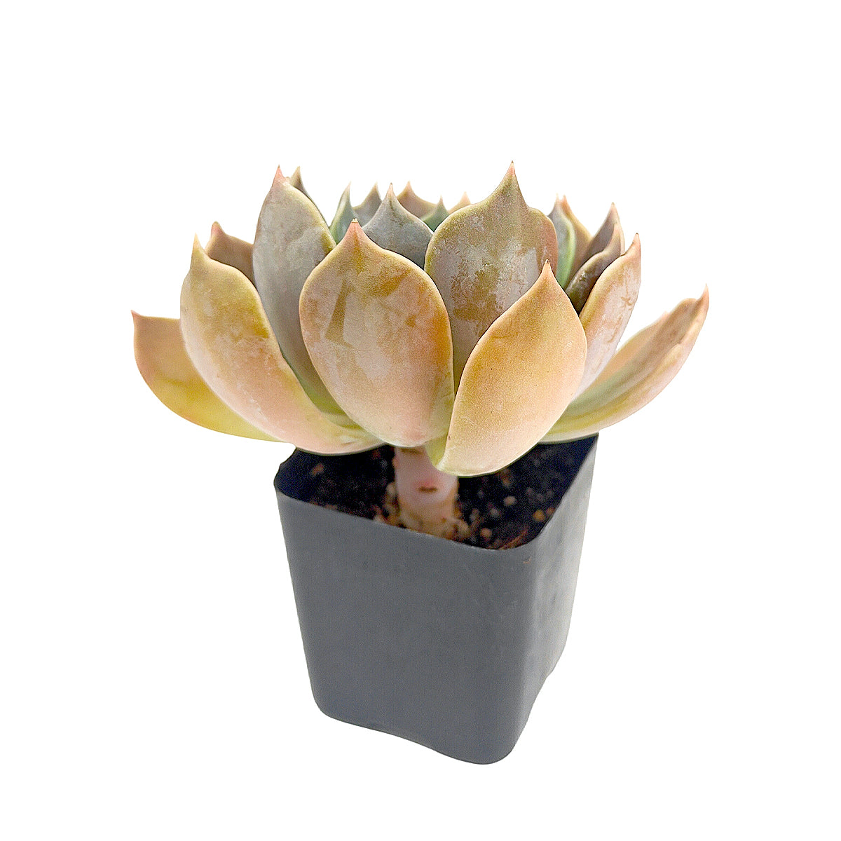 2 inch Echeveria Marrom succulent plant for sale, drought tolerant succulent houseplant, low maintenance succulent plant, decorative potted echeveria, earthy brown succulent foliage