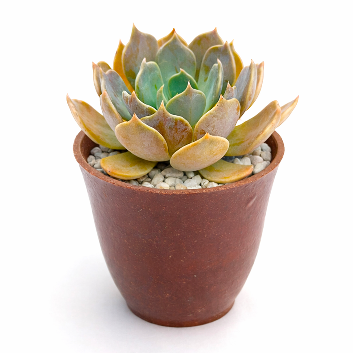 buy 2 inch Echeveria Marrom succulent plant online, unique succulent for plant collectors, decorative succulent centerpiece arrangement, succulent gift for plant lovers, indoor outdoor ornamental succulent