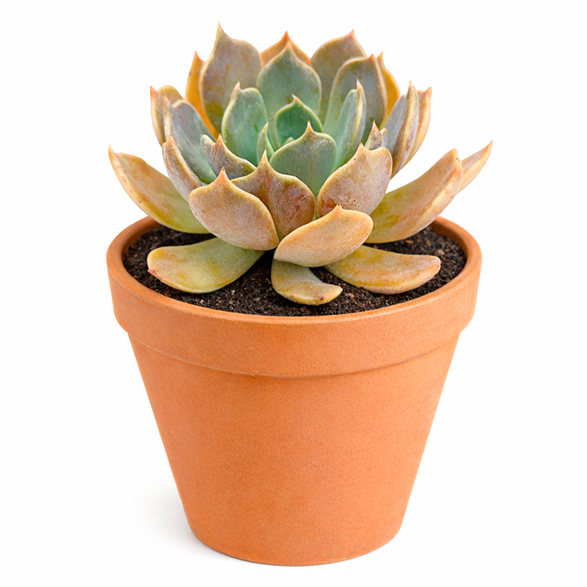 buy 2 inch Echeveria Marrom succulent plant online, exotic echeveria collection plant, stylish desk decor succulent, rosette succulent with rich bronze tones, succulent for fairy gardens