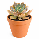 buy 2 inch Echeveria Marrom succulent plant online, trendy succulent home decor, collectible rare echeveria variety, colorful succulent for xeriscape gardens, decorative succulent arrangement centerpiece