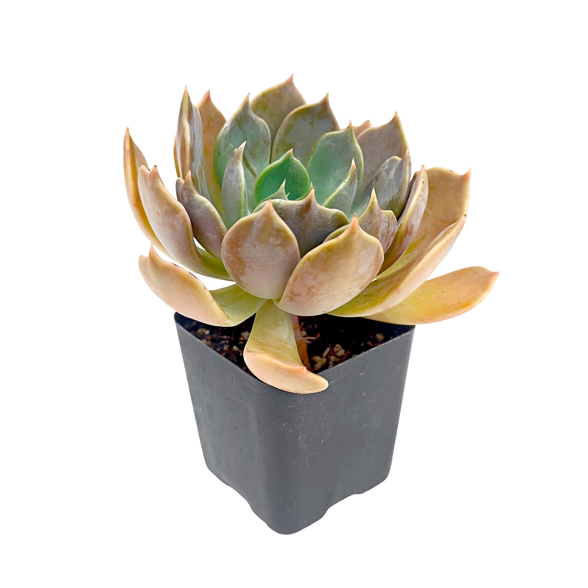 2 inch Echeveria Marrom succulent plant for sale, collectible echeveria variety, elegant symmetrical rosette succulent, aesthetic succulent for modern home decor, nursery grown succulent plant