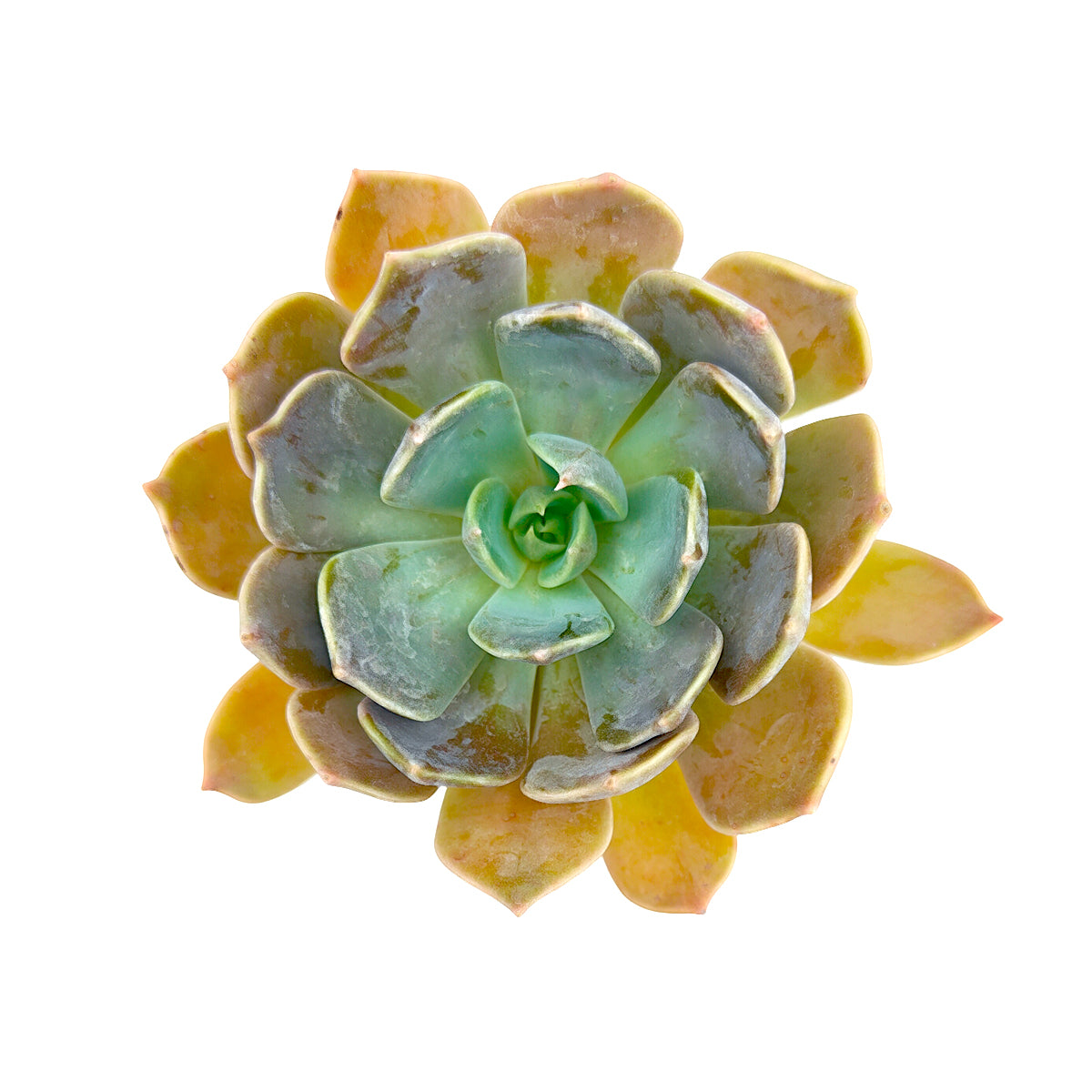 2 inch Echeveria Marrom succulent plant for sale, thick leaf ornamental succulent, succulent for container gardens and patio planters, sun loving echeveria plant, hardy drought resistant succulent