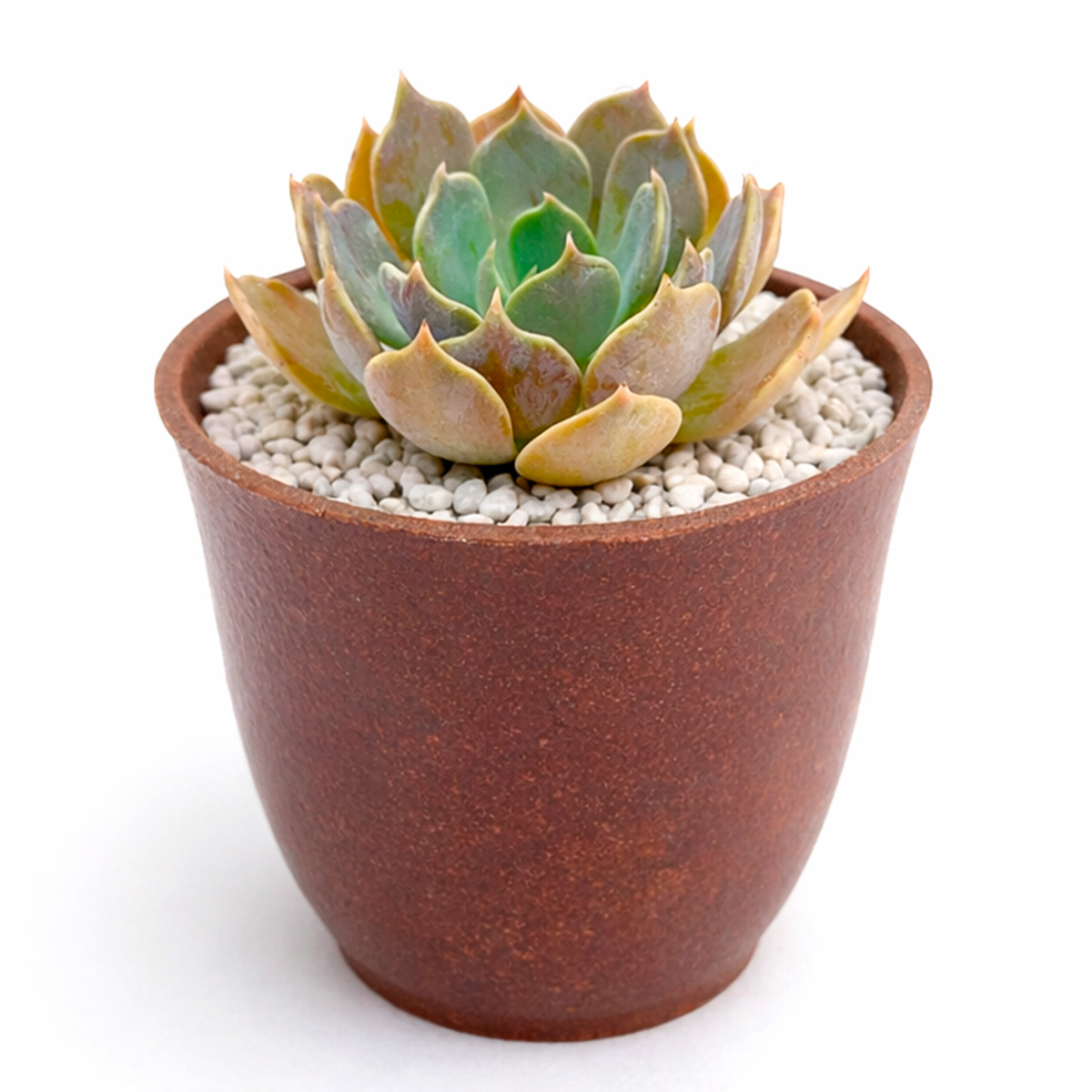 brown succulent plants Echeveria 'Marrom'