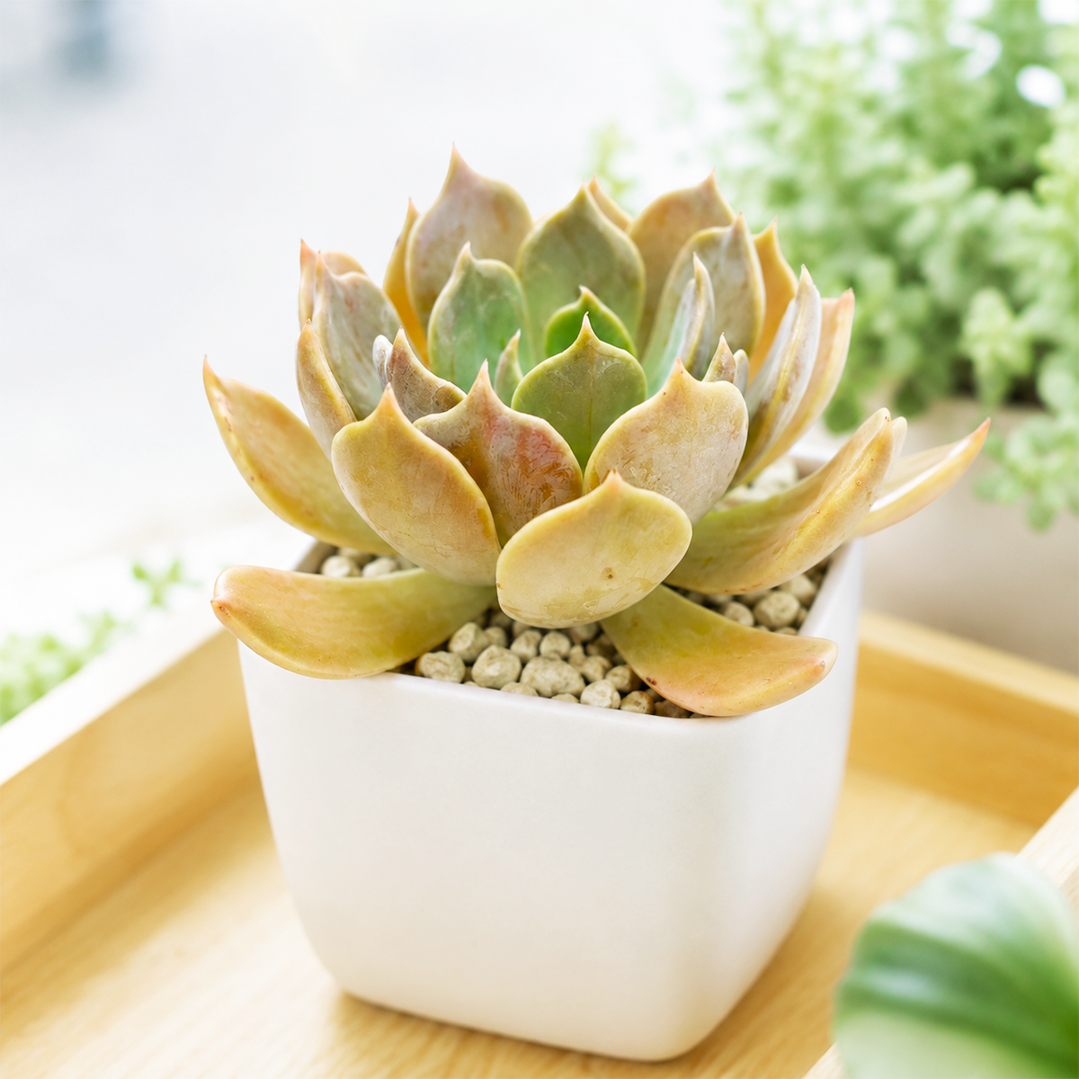 echeveria succulent for sale Echeveria 'Marrom'