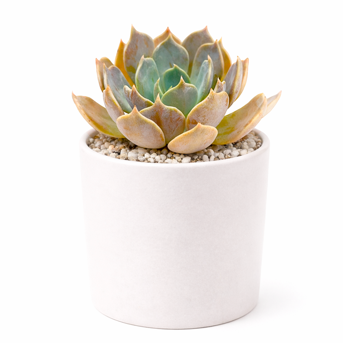 buy 2 inch Echeveria Marrom succulent plant online, architectural succulent foliage, premium echeveria cultivar, beautiful brown and copper succulent display, compact ornamental houseplant
