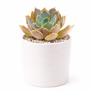 buy 2 inch Echeveria Marrom succulent plant online, trendy succulent home decor, collectible rare echeveria variety, colorful succulent for xeriscape gardens, decorative succulent arrangement centerpiece