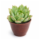buy echeveria mindo ilin live air plant 2 inch online, delicate rose-mauve colored leaves with silvery undertones create elegant appearance, tiny compact rosette form reaches only 2-3 inches in diameter, extremely easy care requiring bright light and sparse watering schedule, produces pale pink flowers atop thin stems during blooming season, charming succulent collection starter plant, lovely gift for plant enthusiasts seeking rare varieties
