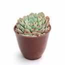 buy Echeveria 'Pinwheel' 2 inch live plant online, spiral rosette echeveria succulent, pastel blue green succulent, ornamental rosette succulent plant, rare echeveria variety, drought tolerant indoor succulent, compact succulent for home decor