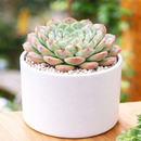 buy Echeveria 'Pinwheel' 2 inch live plant online, spiral rosette echeveria succulent, pastel blue green succulent, ornamental rosette succulent plant, rare echeveria variety, drought tolerant indoor succulent, compact succulent for home decor