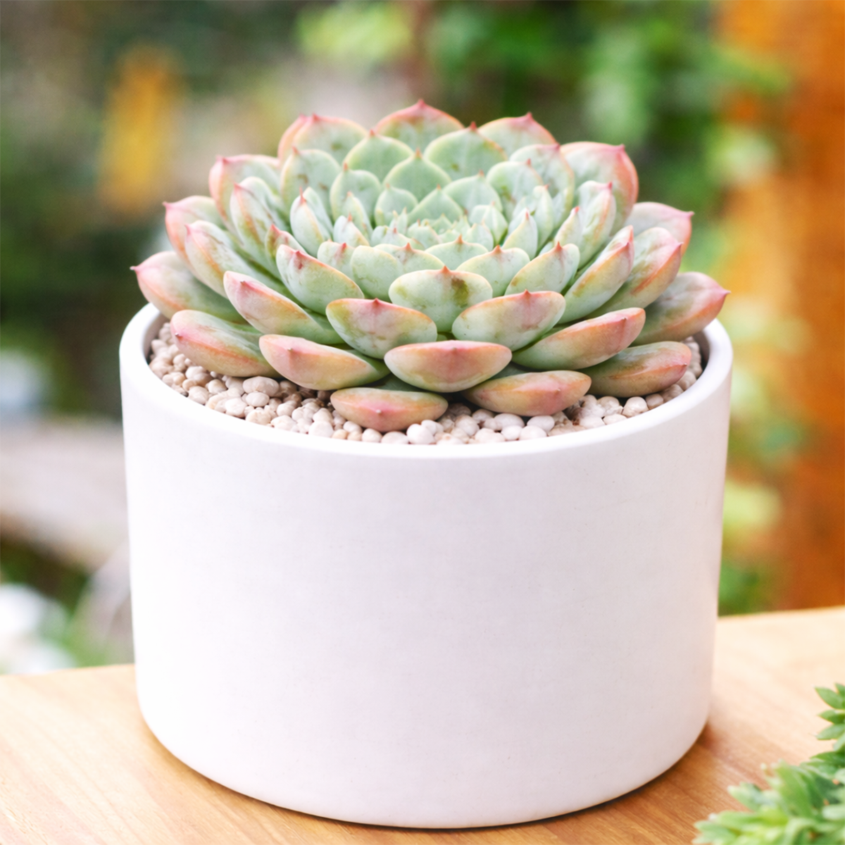 Echeveria Pinwheel