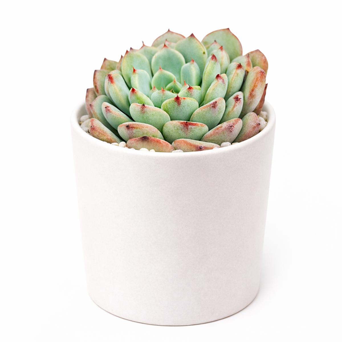 2 inch Echeveria 'Pinwheel' live plant for sale, aesthetic succulent for desk decor, succulent for windowsill garden, easy care echeveria plant, unique spiral succulent leaves, succulent for fairy gardens, modern minimalist succulent plant