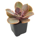 buy echeveria 'red sky' live succulent 2 inch online, coral rosette foliage, compact growth, modern decor, housewarming gift