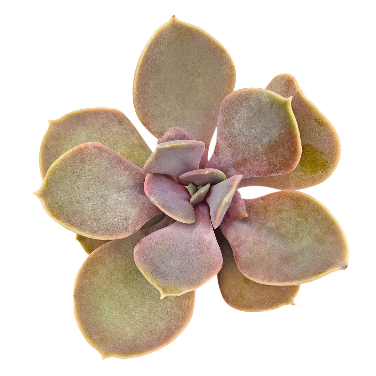 echeveria red succulent care indoor Echeveria Red Sky