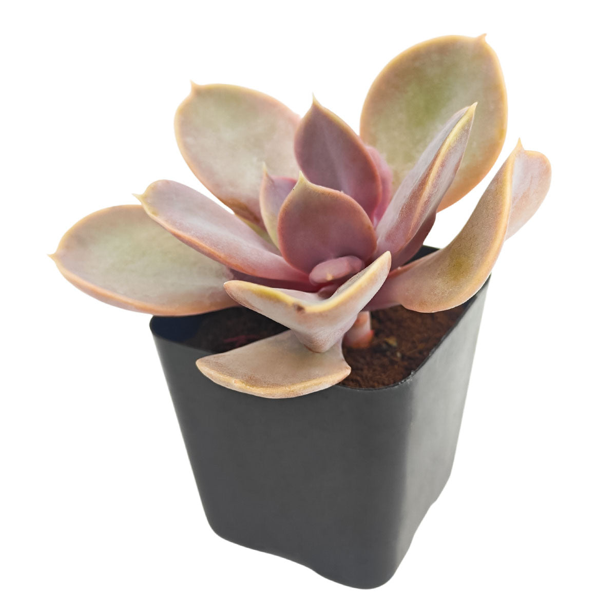 echeveria red succulent care indoor Echeveria Red Sky