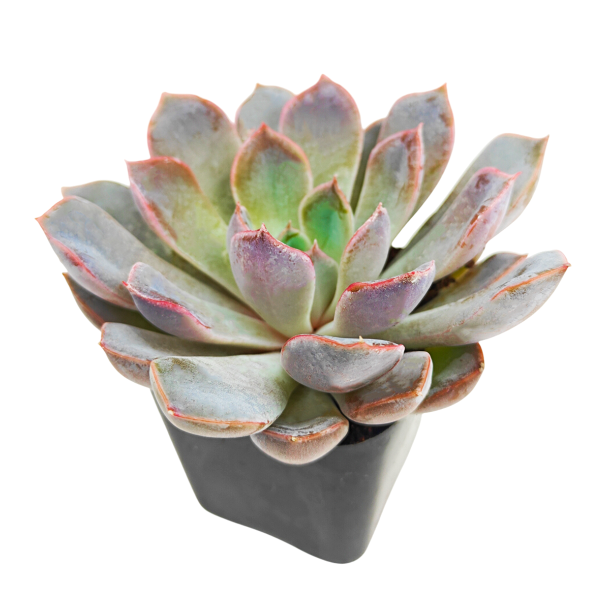 2 inch echeveria rosetta dama rosa live succulent for sale, pale blush pink leaves with subtle rose undertones in tight rosette formation, requires rotating every few weeks for even balanced growth, needs night temperature drop to trigger blooming cycles, tolerant of lower light but prefers bright indirect conditions, charming desktop plant display, rare collector succulent gift for plant lovers