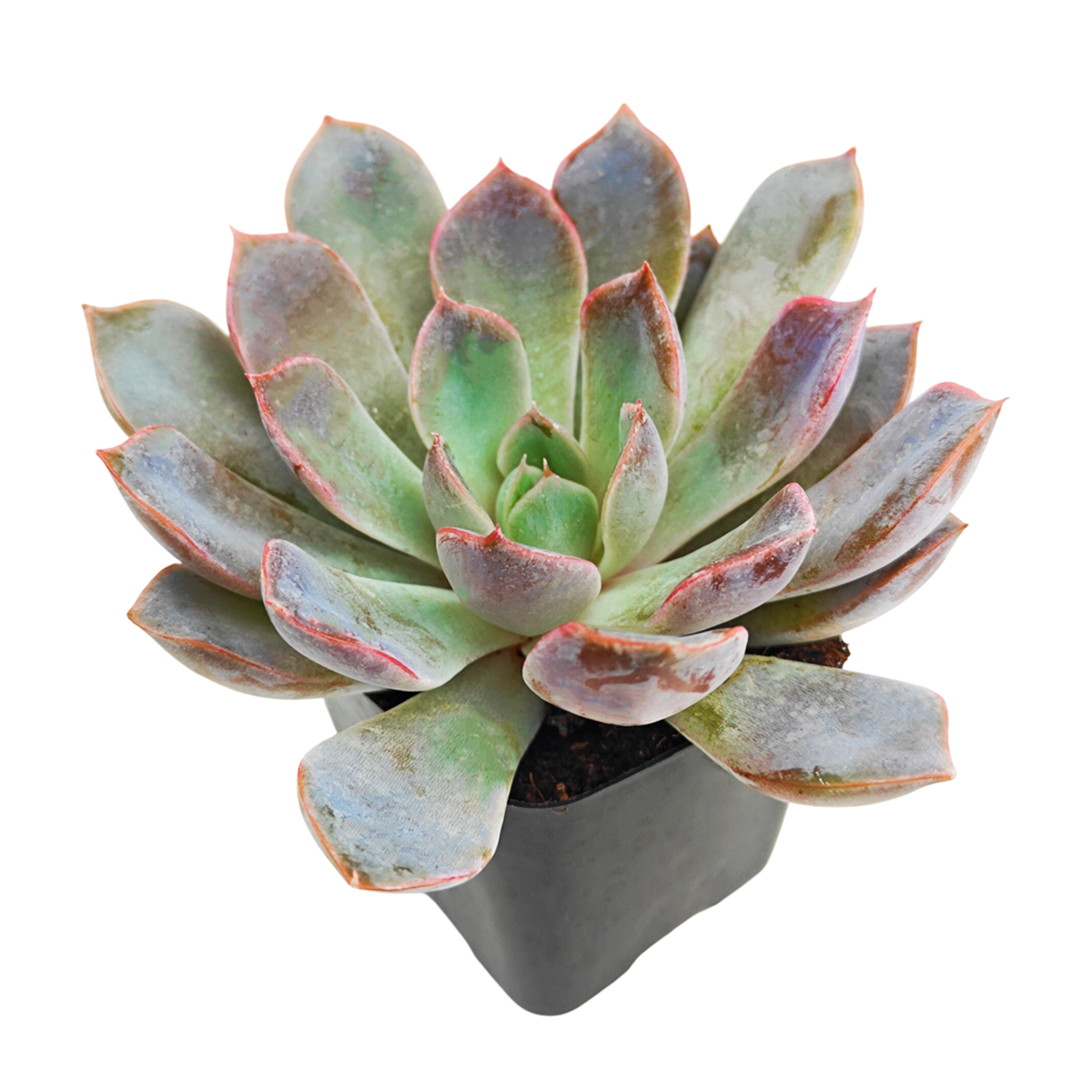buy echeveria rosetta dama rosa live succulent 2 inch online, velvety mauve-pink foliage densely packed in geometric rosette pattern, frost-hardy succulent with fleshy textured leaves, appreciates direct morning sun and afternoon brightness, sensitive to indoor climate control air currents, ideal for rotating plant collection care, stunning shelf accent for modern homes, thoughtful succulent gift for beginners
