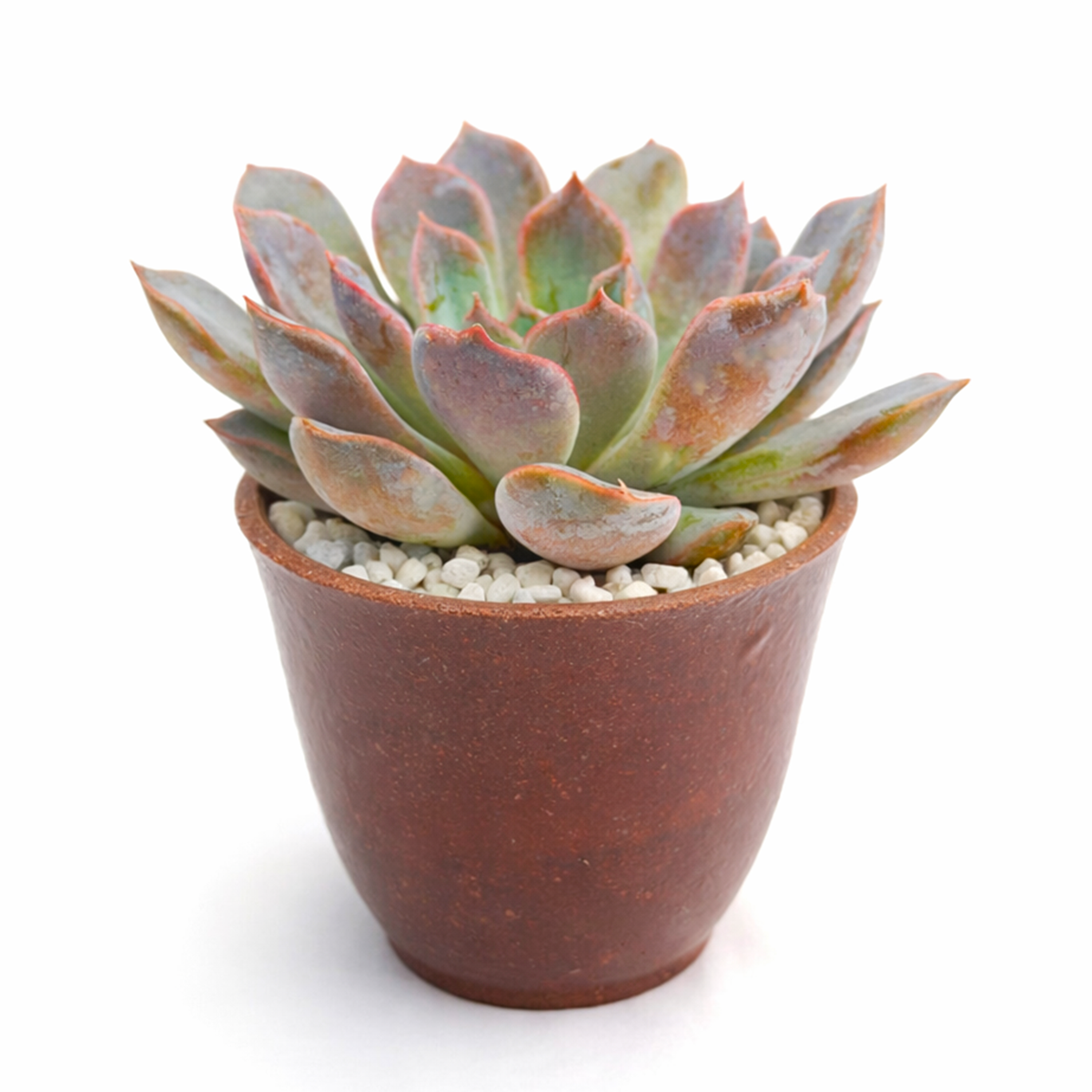 buy echeveria rosetta dama rosa live succulent 2 inch online, subtle pink-rose gradient across textured fleshy leaves in compact rosette, sun-loving succulent adaptable to moderate indoor light conditions, demands regular rotating for symmetrical attractive growth and even light exposure, requires protection from direct ac and heater air streams, ideal for bright corner plant displays, memorable gift for collectors seeking unusual succulents