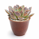 2 inch echeveria rosetta dama rosa live succulent for sale, powdery mauve-pink rosette with delicate layered leaf arrangement, slow-growing miniature succulent perfect for frequent rotation on shelves and tables, intolerant of sudden temperature swings from indoor climate systems, needs temperature drop during night hours to achieve flowering, charming botanical accent for minimalist interiors, thoughtful plant gift for friends starting succulent collections