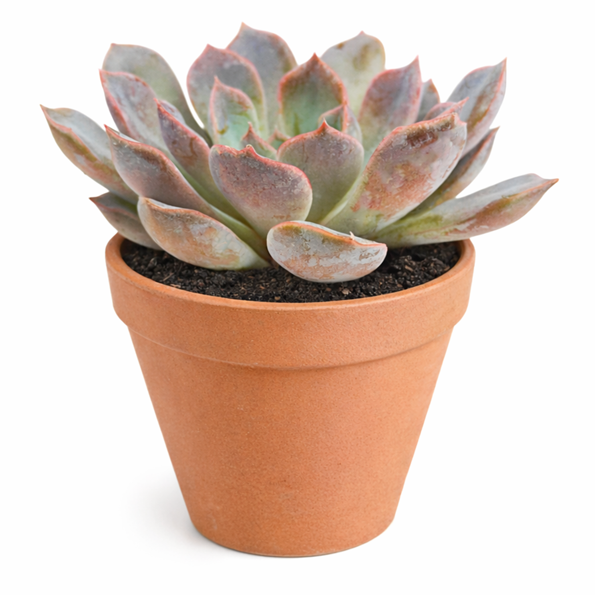 2 inch echeveria rosetta dama rosa live succulent for sale, blush-mauve fleshy leaves arranged in delicate rosette formation, drought-tolerant succulent requiring bright conditions and regular quarter-turn rotation, sensitive to artificial heating and cooling air exposure, benefits from cool nighttime temperatures to encourage blooming, lovely accent for contemporary plant shelving, unique living gift for succulent enthusiasts