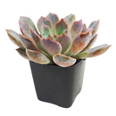 2 inch echeveria rosetta dama rosa live succulent for sale, powdery mauve-pink rosette with delicate layered leaf arrangement, slow-growing miniature succulent perfect for frequent rotation on shelves and tables, intolerant of sudden temperature swings from indoor climate systems, needs temperature drop during night hours to achieve flowering, charming botanical accent for minimalist interiors, thoughtful plant gift for friends starting succulent collections