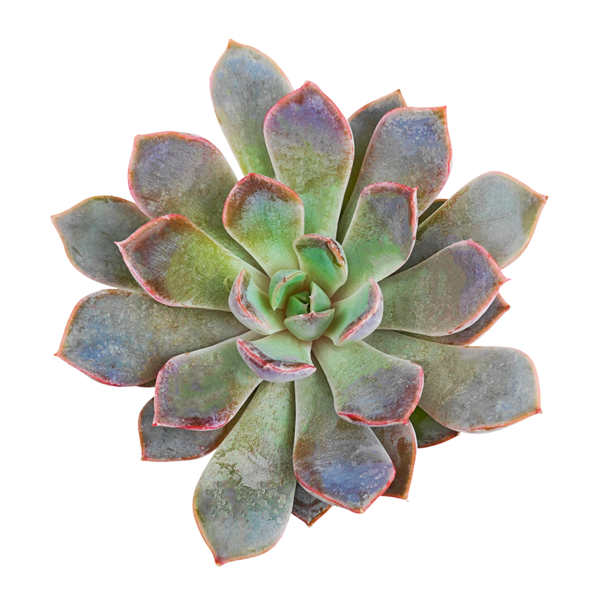buy echeveria rosetta dama rosa live succulent 2 inch online, dusty rose pink petaled leaves in tight architectural rosette, low-maintenance succulent thriving in direct sun with tolerance for filtered indoor light, needs regular repositioning to prevent one-sided growth patterns, vulnerable to rapid temperature changes from climate control devices, perfect for rotating plant displays, special succulent gift for plant parent friends