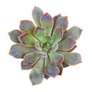2 inch echeveria rosetta dama rosa live succulent for sale, powdery mauve-pink rosette with delicate layered leaf arrangement, slow-growing miniature succulent perfect for frequent rotation on shelves and tables, intolerant of sudden temperature swings from indoor climate systems, needs temperature drop during night hours to achieve flowering, charming botanical accent for minimalist interiors, thoughtful plant gift for friends starting succulent collections