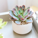 2 inch echeveria rosetta dama rosa live succulent for sale, powdery mauve-pink rosette with delicate layered leaf arrangement, slow-growing miniature succulent perfect for frequent rotation on shelves and tables, intolerant of sudden temperature swings from indoor climate systems, needs temperature drop during night hours to achieve flowering, charming botanical accent for minimalist interiors, thoughtful plant gift for friends starting succulent collections