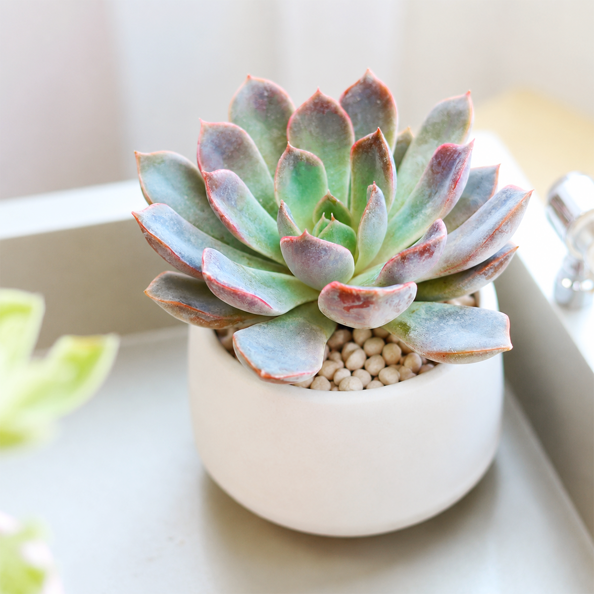 buy echeveria ' rosetta dama rosa' live succulent 2 inch online, silvery blue-gray leaves with blush-pink margins, tight symmetrical rose-like rosette form, smooth fleshy succulent foliage, compact slow-growing easy care plant, drought tolerant and p