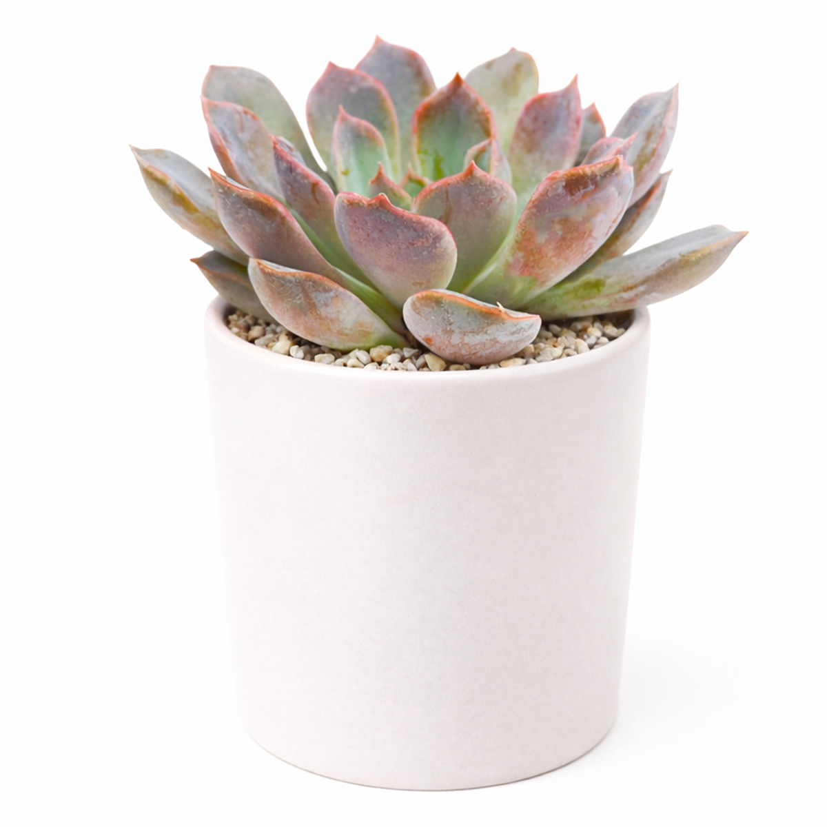 2 inch echeveria rosetta dama rosa live succulent for sale, powdery mauve-pink rosette with delicate layered leaf arrangement, slow-growing miniature succulent perfect for frequent rotation on shelves and tables, intolerant of sudden temperature swings from indoor climate systems, needs temperature drop during night hours to achieve flowering, charming botanical accent for minimalist interiors, thoughtful plant gift for friends starting succulent collections