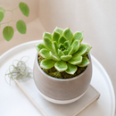 buy echeveria rosetta olive live succulent 2 inch online, dusty olive-green rosette with soft mauve undertones and velvety leaf texture, compact geometric rosette growth form requiring regular rotation for balanced development, thrives in direct sun to low-light conditions with sensitivity to air conditioning and heater drafts, tolerates dry heated indoor air well, perfect bright windowsill accent plant, unique succulent gift idea for plant collectors