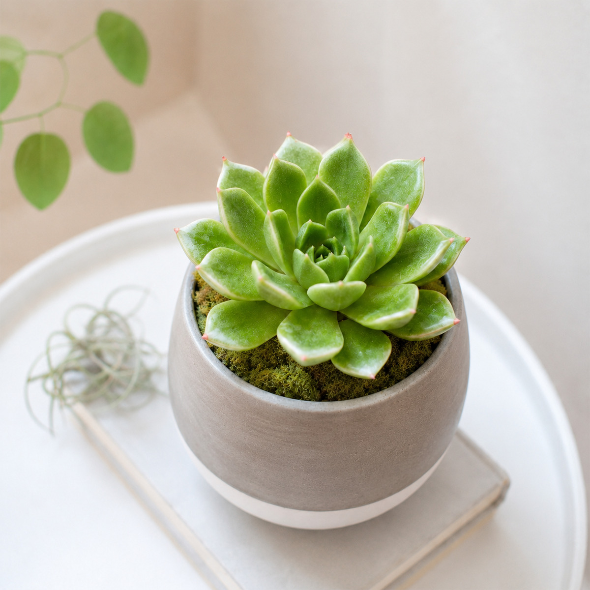 Echeveria 'Rosetta Olive' 2 inch for sale, sun loving echeveria plant, hardy drought resistant succulent, unique succulent for plant collectors, decorative succulent centerpiece arrangement, succulent gift for plant lovers