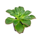 Echeveria 'Salsa Verde'