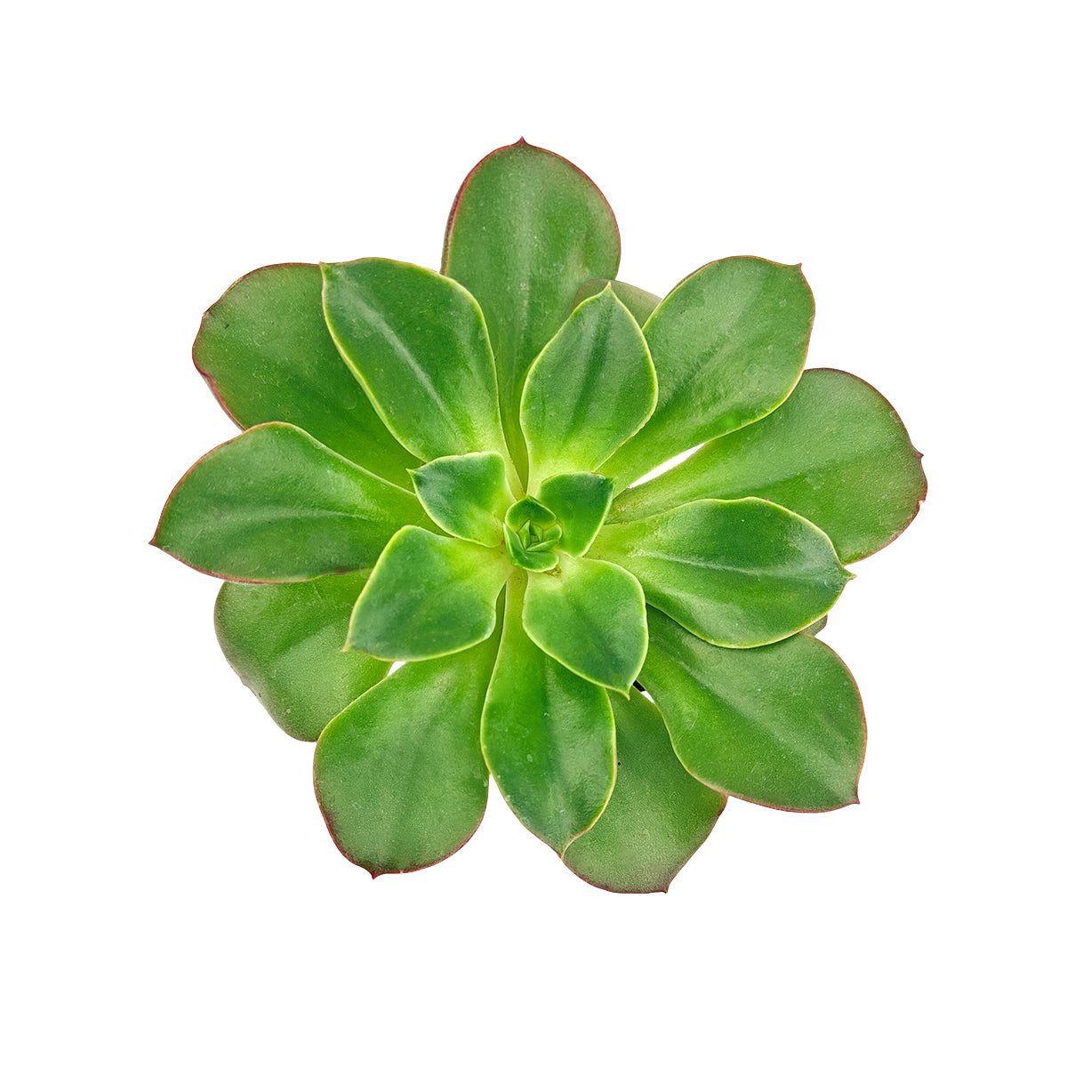Green succulent plant on a white background