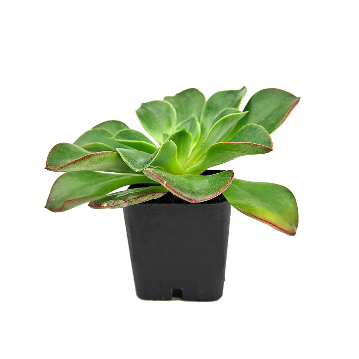 Echeveria 'Salsa Verde'