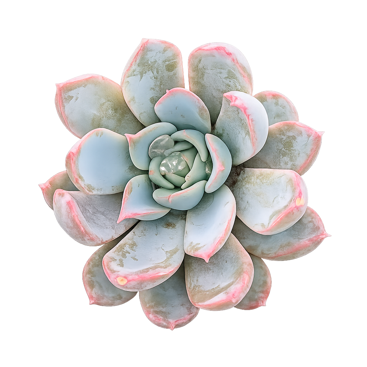 Echeveria 'Tropic'