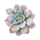 buy echeveria 'tropic' live succulent 2 inch online, rosette form, green leaves, architectural style, gift plant