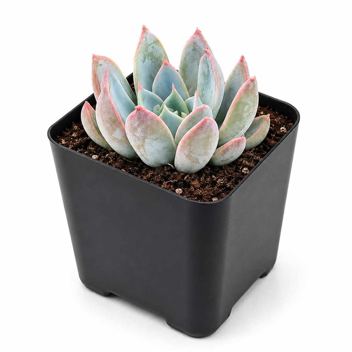Echeveria 'Tropic'