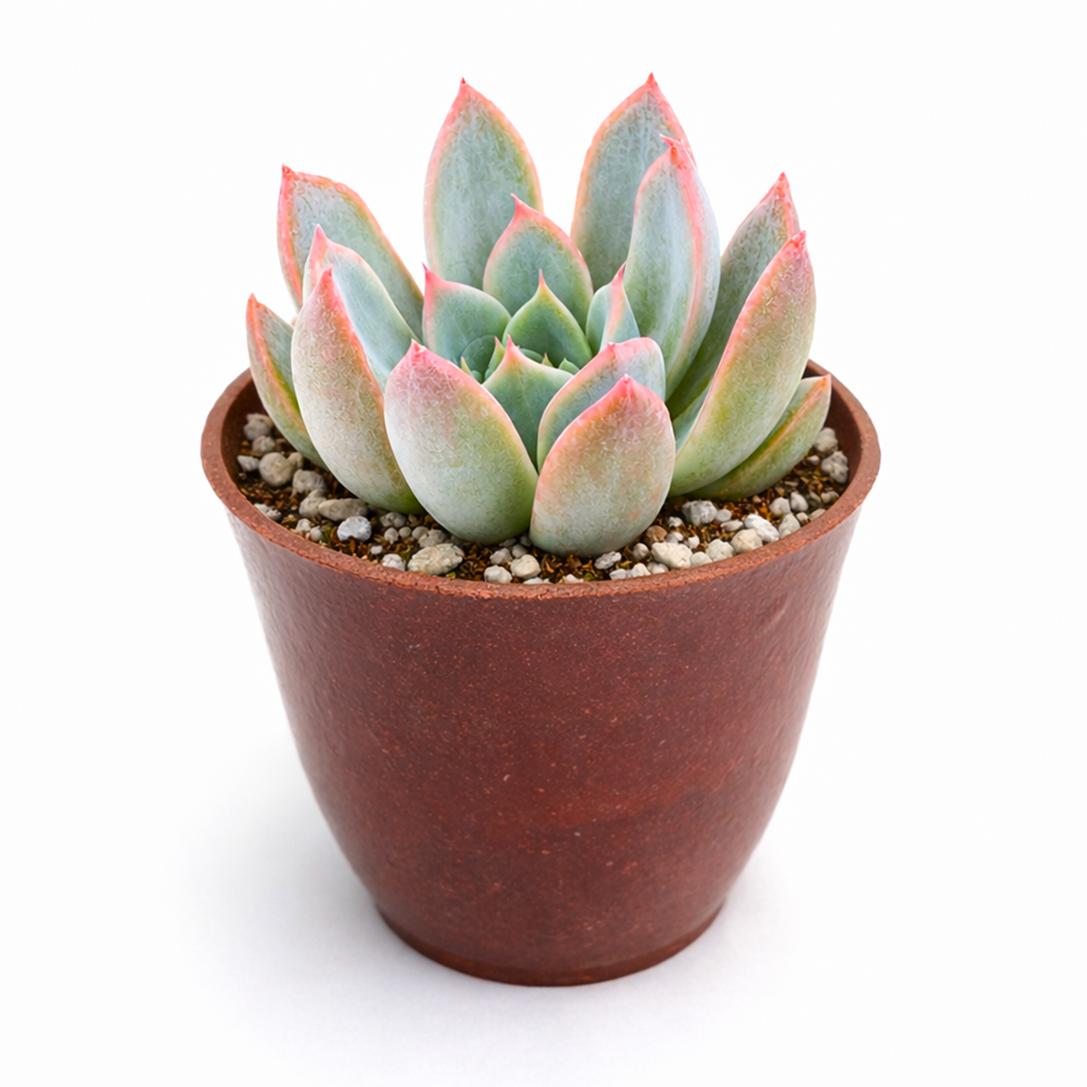 Echeveria 'Tropic'
