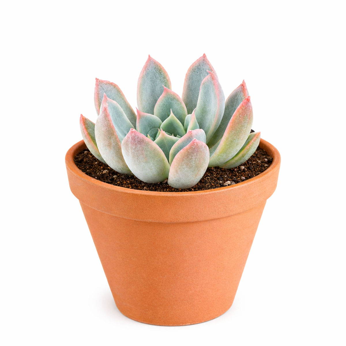 Echeveria 'Tropic'