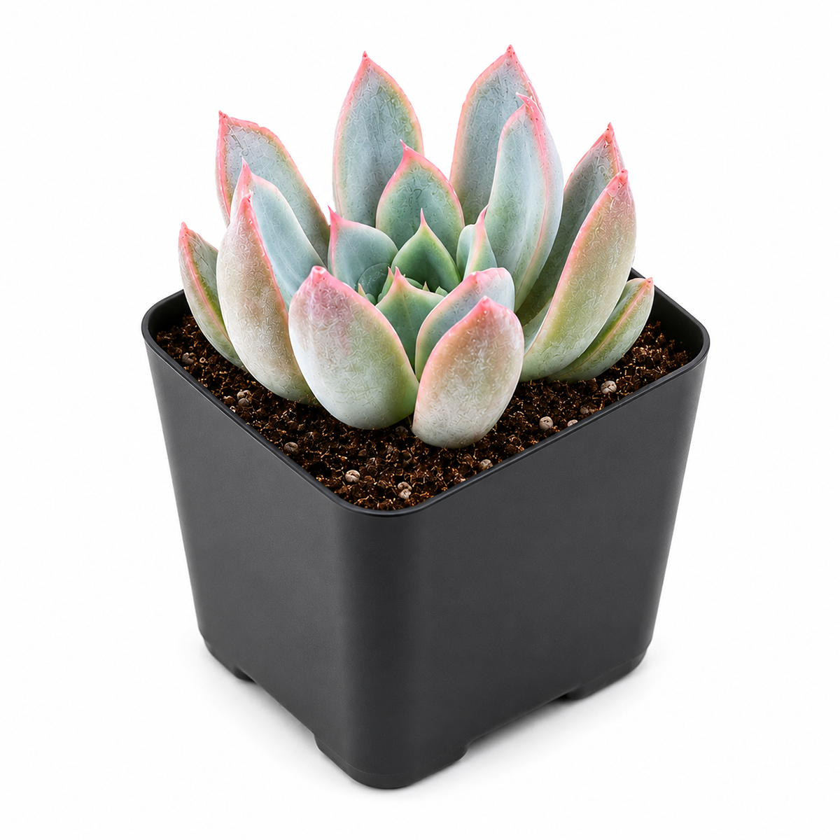 Echeveria 'Tropic'