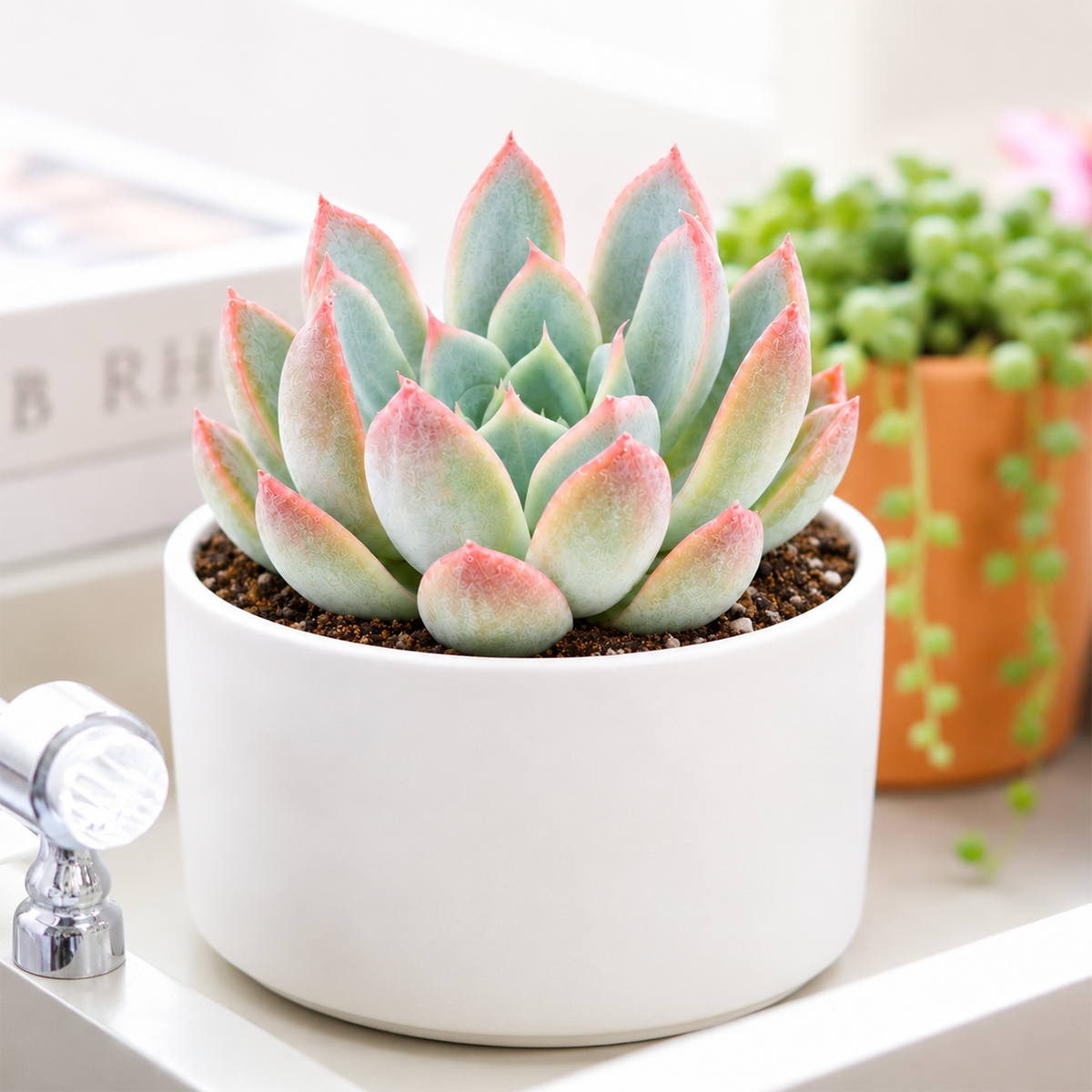 Echeveria 'Tropic'