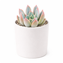 buy echeveria 'tropic' live succulent 2 inch online, rosette form, green leaves, architectural style, gift plant
